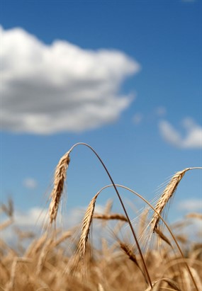 野外草地图片下载
